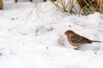 20170102-D7K_3703 (Backyard House Finches)
