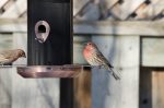 20170102-D7K_3705 (Backyard House Finches)