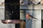 20170102-D7K_3706 (Backyard House Finches)