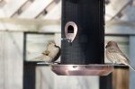 20170102-D7K_3707 (Backyard House Finches)