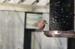 20170102-D7K_3710 (Backyard House Finches)