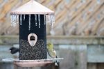 20170207-D7K_3743 (Ice Feeder)