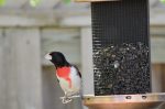 20170515-D7K_4243 (A new bird)