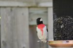 20170515-D7K_4246 (A new bird)