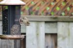 20170522-D7K_4250 (Backyard Bird Traffic)