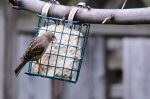20170522-D7K_4255 (Backyard Bird Traffic)