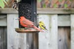 20170522-D7K_4257 (Backyard Bird Traffic)