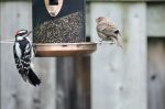 20170522-D7K_4260 (Backyard Bird Traffic)
