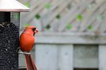 20170522-D7K_4283 (Backyard Bird Traffic)