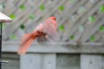20170522-D7K_4284 (Backyard Bird Traffic)
