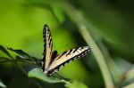 20170611-D7K_4332 (Backyard Visitors)