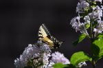 20170611-D7K_4336 (Backyard Visitors)