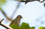 20170611-D7K_4337 (Backyard Visitors)