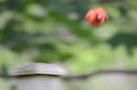 20170618-D7K_4354 (Happy Father’s Day!)