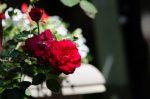 20170702-D7K_4513 (Backyard Activity)
