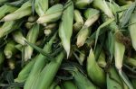 20170729-D7K_4756 (Farmers Market)