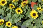 20170729-D7K_4759 (Farmers Market)