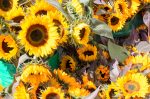 20170729-D7K_4762 (Farmers Market)