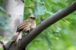 20170819-D7K_5052 (Fluffball Visitor)
