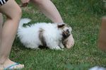 20170819-D7K_5055 (Fluffball Visitor)