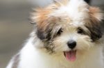 20170819-D7K_5065 (Fluffball Visitor)