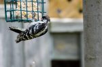 20170819-D7K_5081 (Fluffball Visitor)