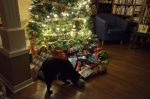 20171225-D7K_5884 (Christmas Day 2017)