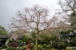20180506-D7K_6460 (Japan 2018 Day 5: Tokyo/Hakone)