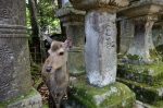 20180509-D7K_7039 (Japan 2018 Day 8: Osaka/Nara)